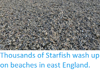 https://sciencythoughts.blogspot.com/2018/03/thousands-of-starfish-wash-up-on.html