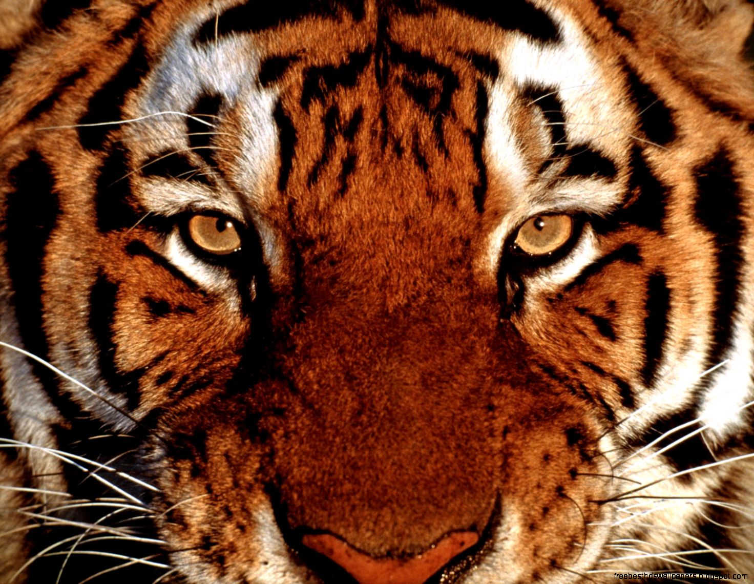 Bengal Tiger Face