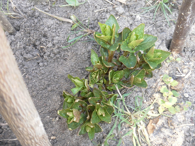 Hablitzia tamnoides