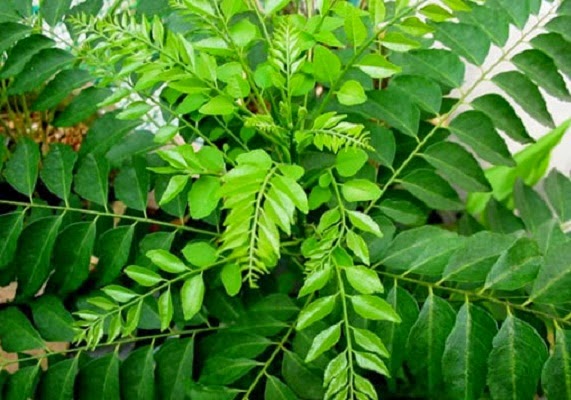 curry leaves for hair fall