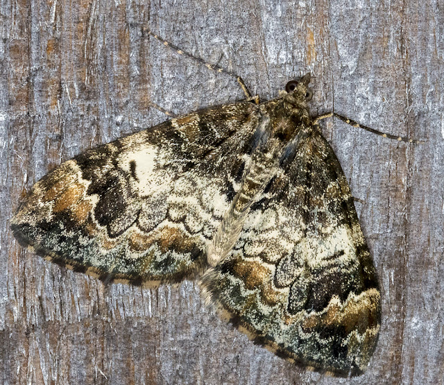Common Marbled Carpet, Dysstroma truncata. Luxford Lane, Crowborough, 26 September 2017. Common Marbled Carpet, Dysstroma truncata. Luxford Lane, Crowborough, 26 September 2017.