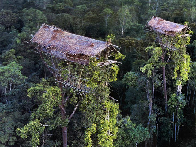 Bhetanews: Luar Biasa, Foto-foto Rumah Pohon Suku Korowai di Papua