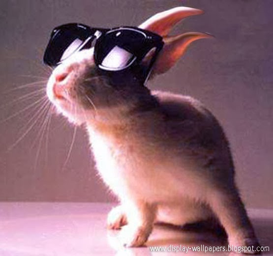 Wallpapers Download: Very Funny Rabbit Pictures Free Download