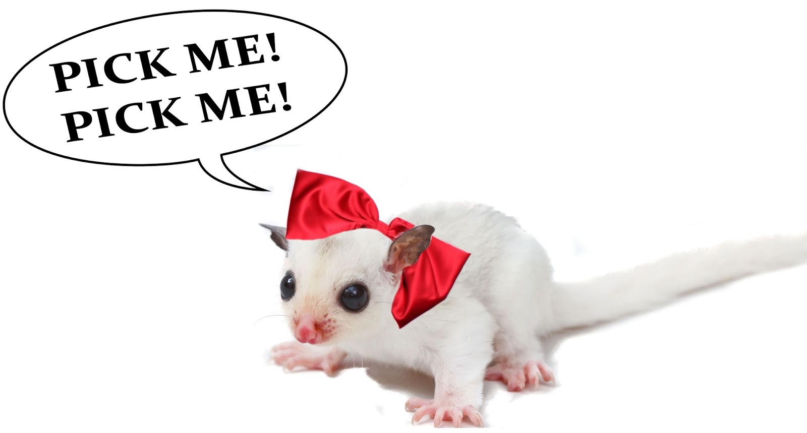 Sugar Glider Store Blog Sugar Glider Store