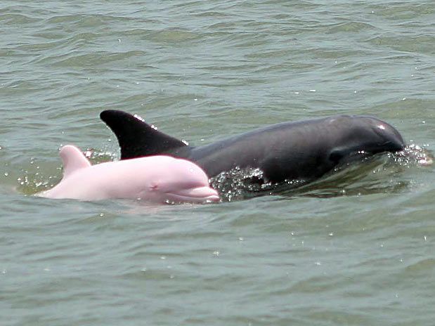 Daniela Sanabria: DELFIN ROSADO (Inia geoffrensis)