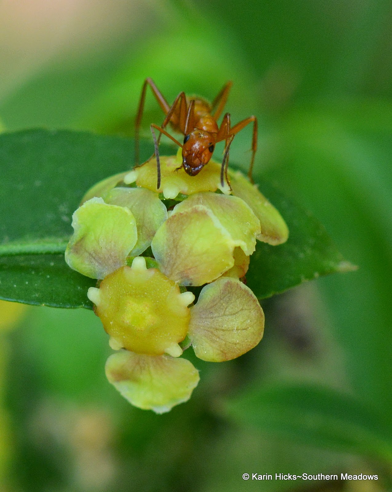 Ants. Unlikely Pollinators