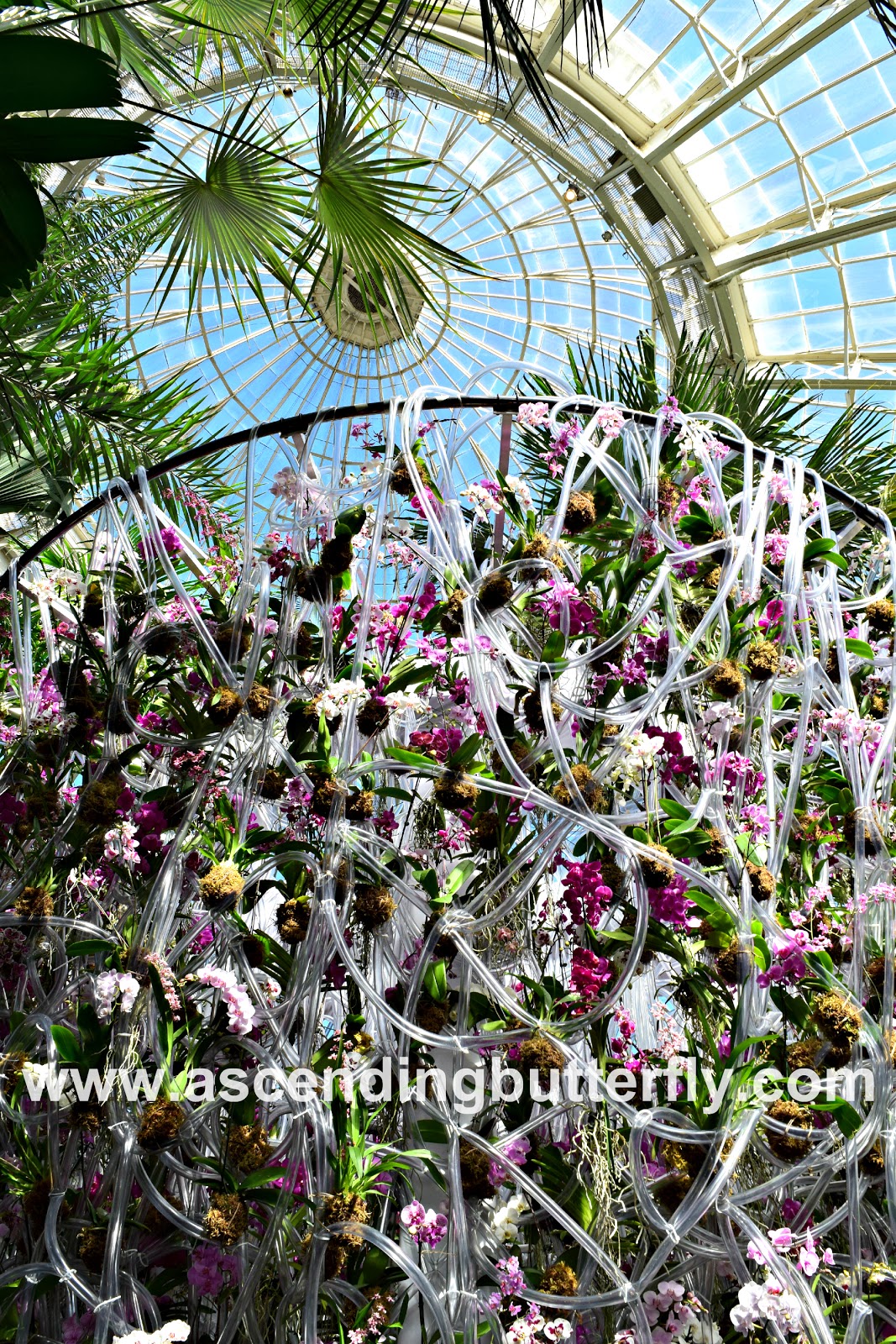 Ascending Butterfly March 2018