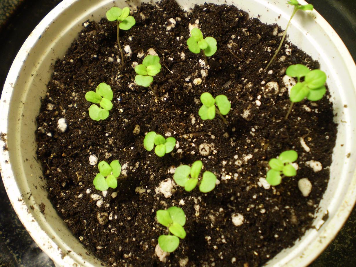 Green Jean February 2012