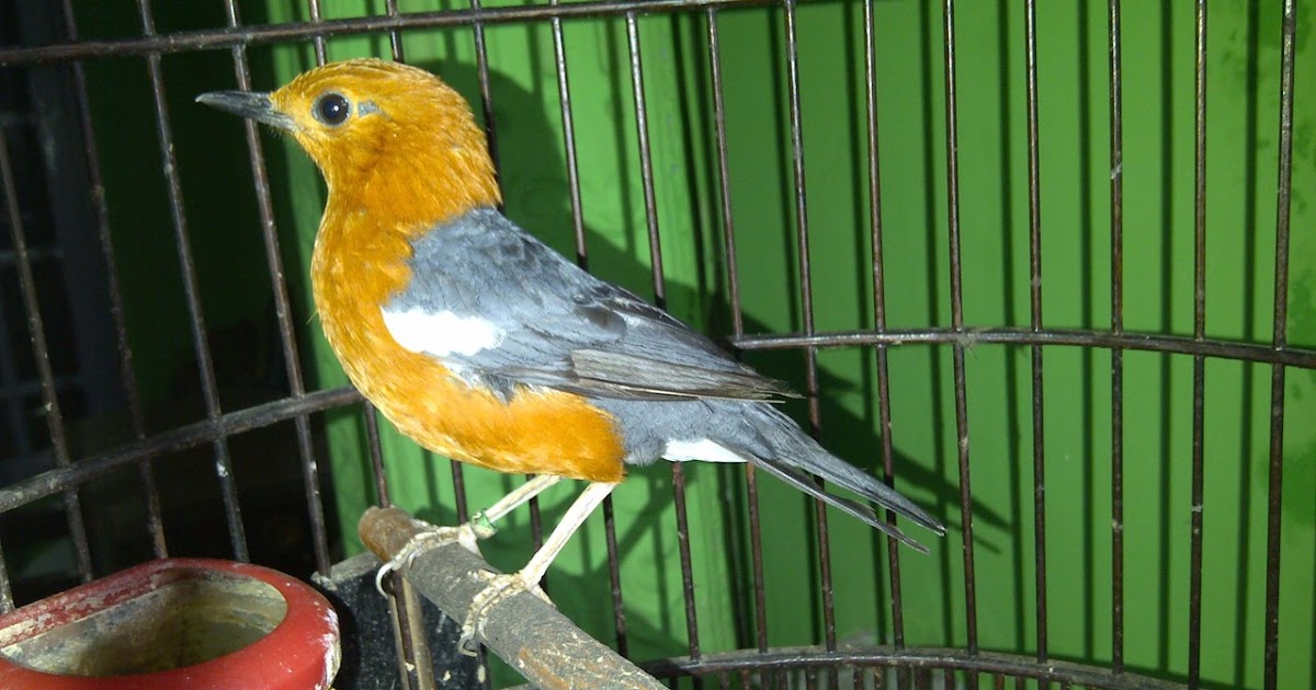 Harga Burung Anis Merah Terbaru Februari 2020