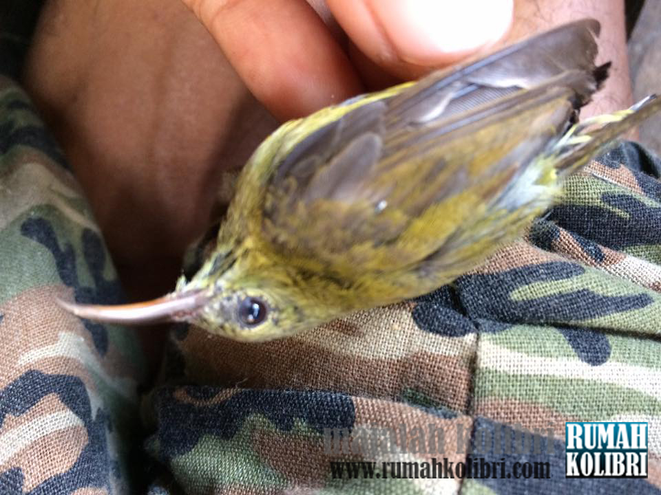 Tips Membedakan Jantan Betina Sepah Raja Anakan Rumah Kolibri