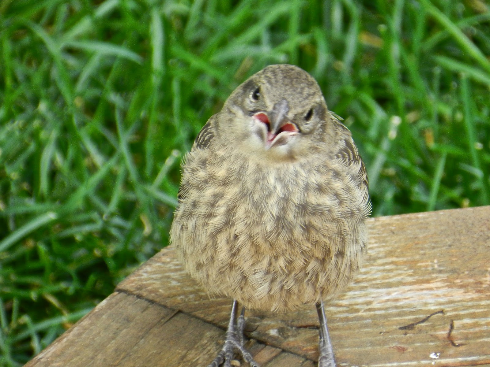 Minneapolis Backyard Birds Jeanasina s Crazy Stuff Whoa That s One