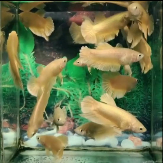 Perhitungan Titik Impas (Break Even Point) dan Analisa