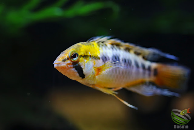 Apistogramma sp. Tame / rio tame, Colombia