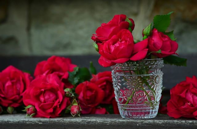 Bunga mawar merah selalu dijadikan lambang cinta, walaupun terkadang durinya jadi racun