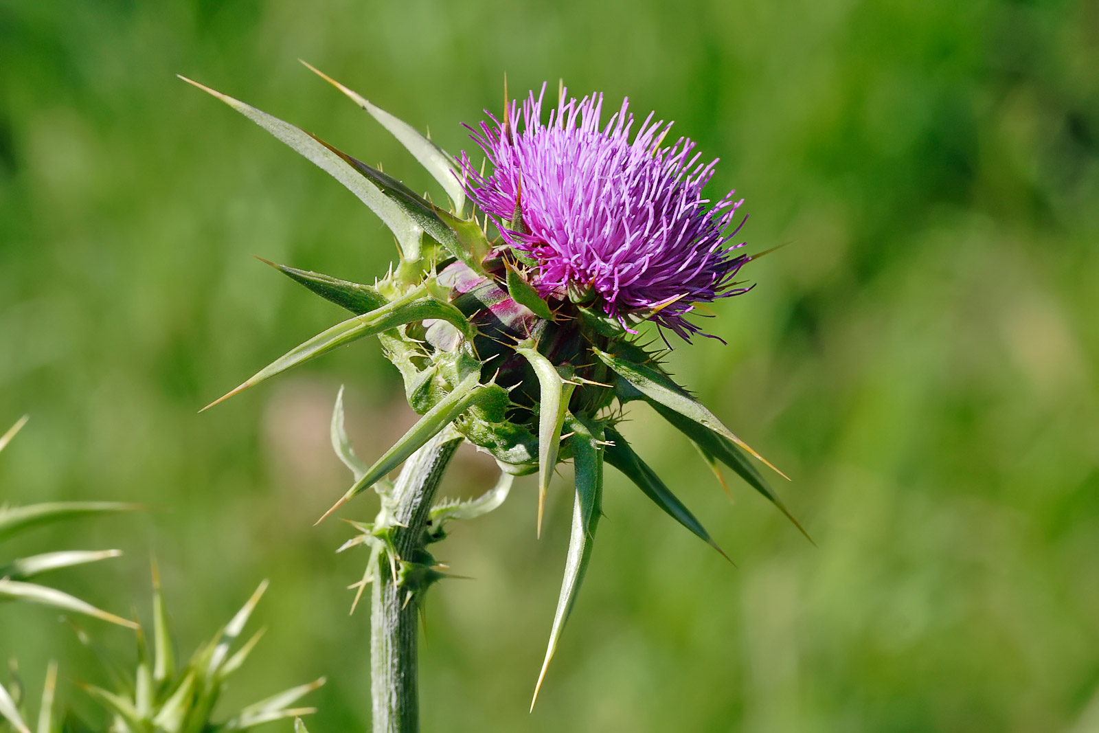 The White's Blog Milk Thistle Liver for Healthy Liver
