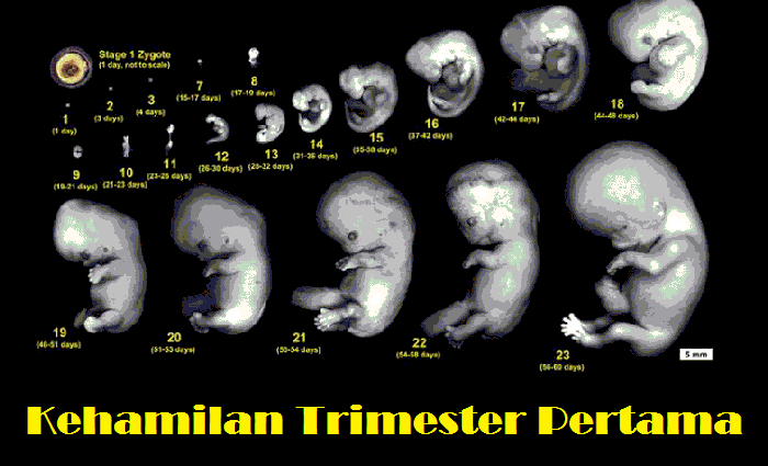 Trimester pertama kehamilan