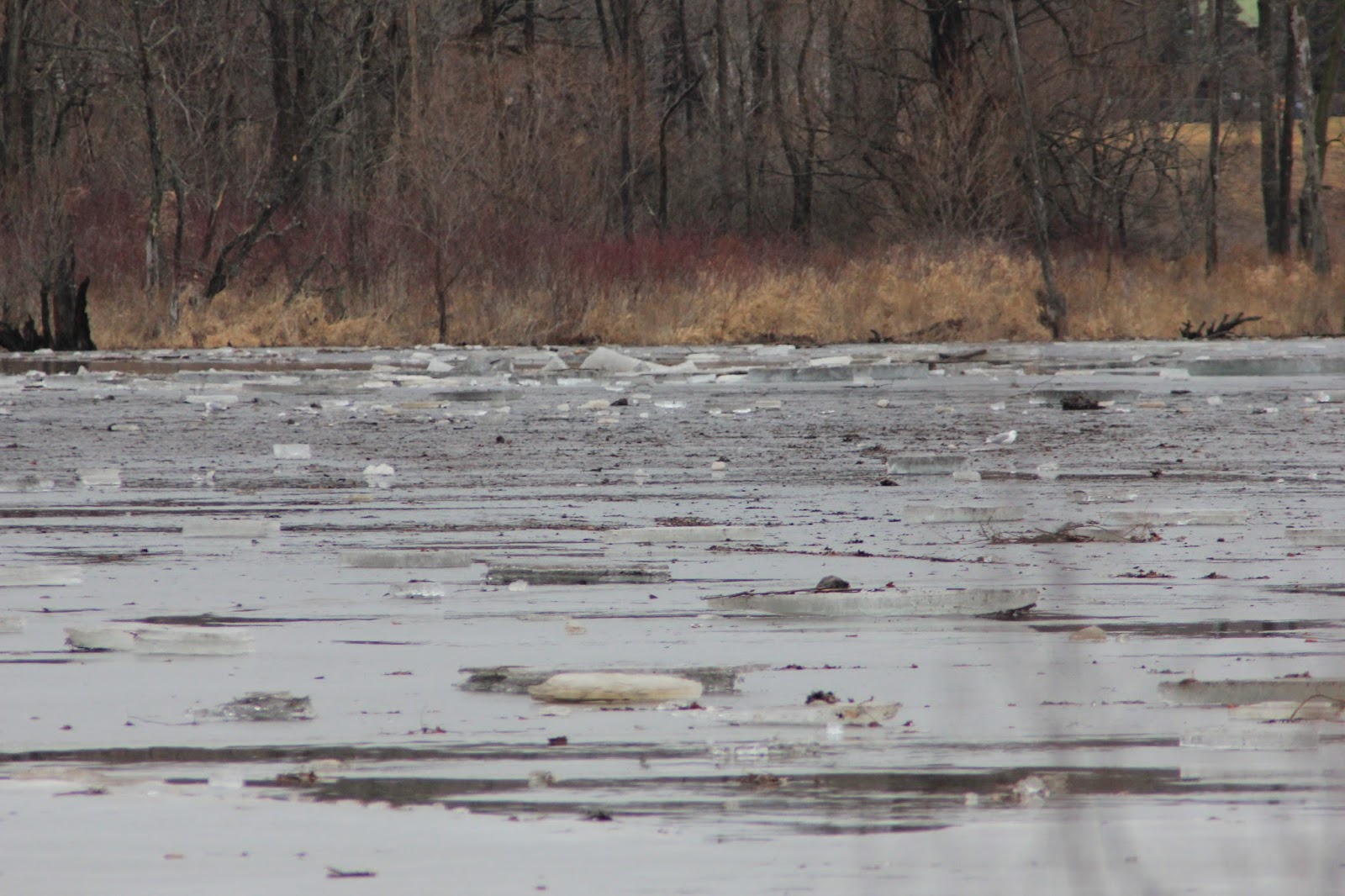 Round Lake Nature Notes Photo of the Week in Round Lake February 25, 2016