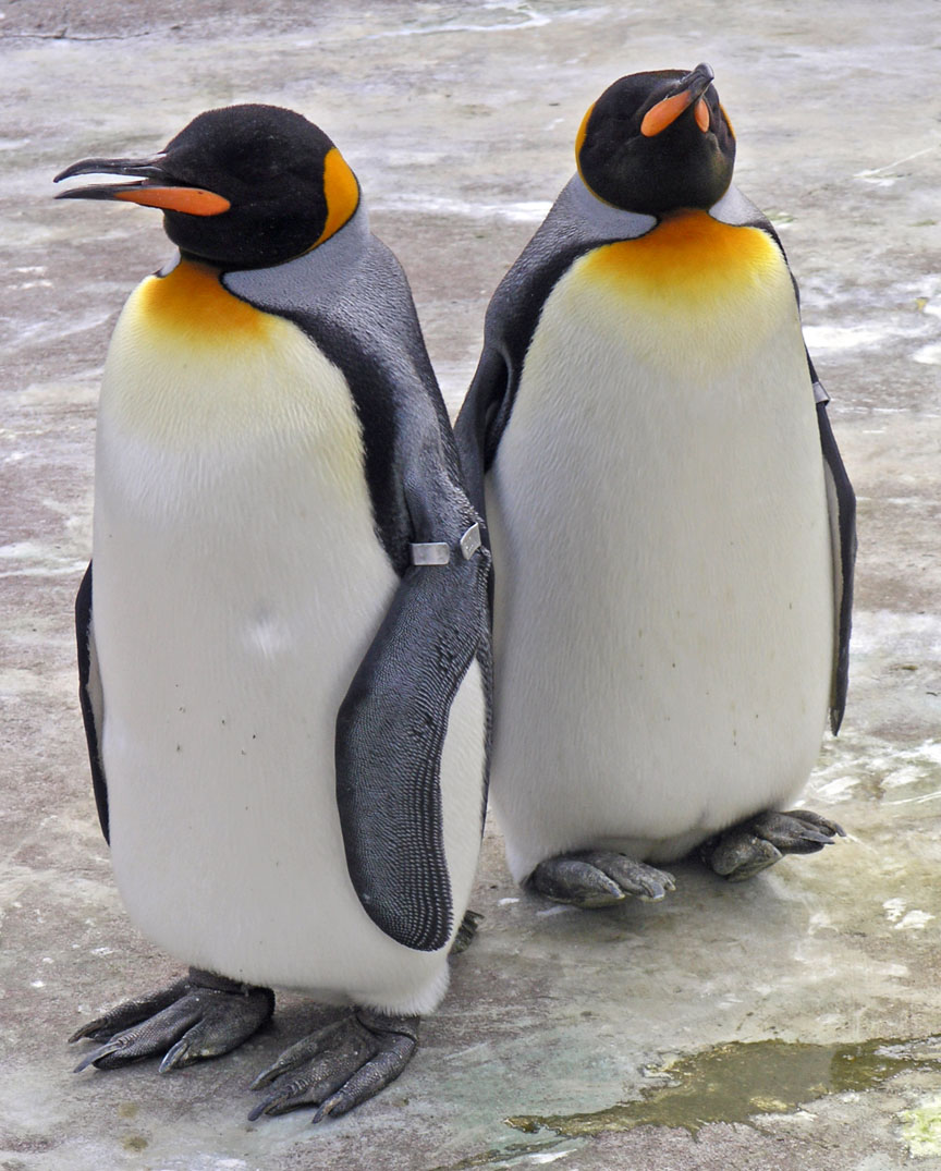 Beautiful Wallpapers: Beautiful Penguins Wallpapers