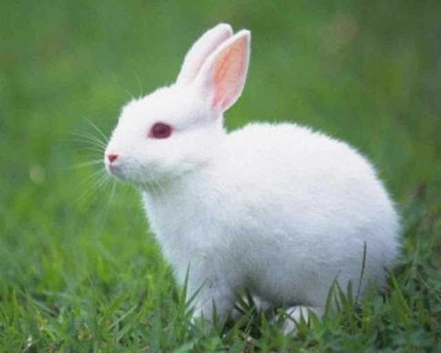 Rabbits for sale, Bunnies for sale Buy Rabbits, bunny, house bunny