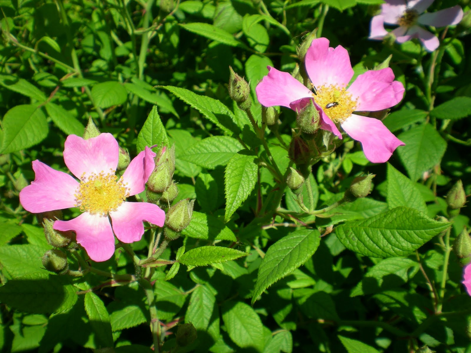 Practical Biology science for everyone Iowa Tallgrass Prairie summer