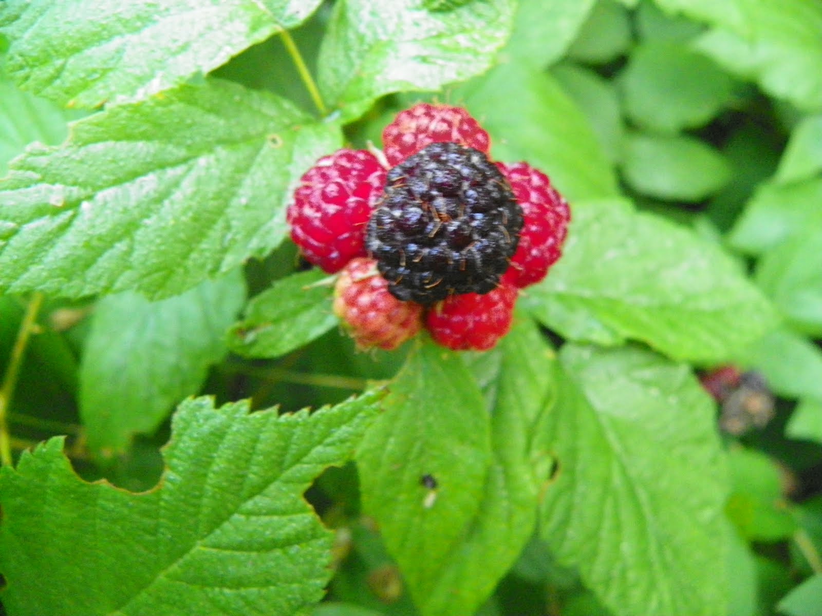 Culpeper Virginia Wild Morning Black Raspberries