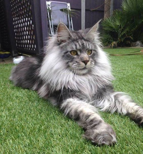 Maine Coon Cat Breed Origin,Pictures,Health and Other Information