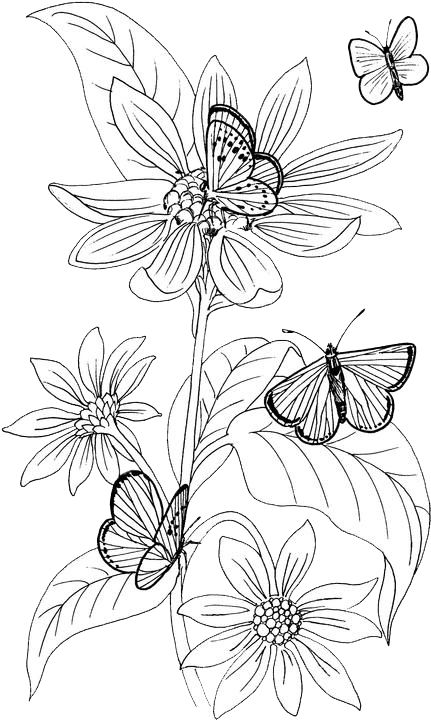 Tranh tô màu con bướm và hoa lá 1
