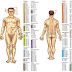 Acupressure Points for Strengthening Body Organs to cure Diseases