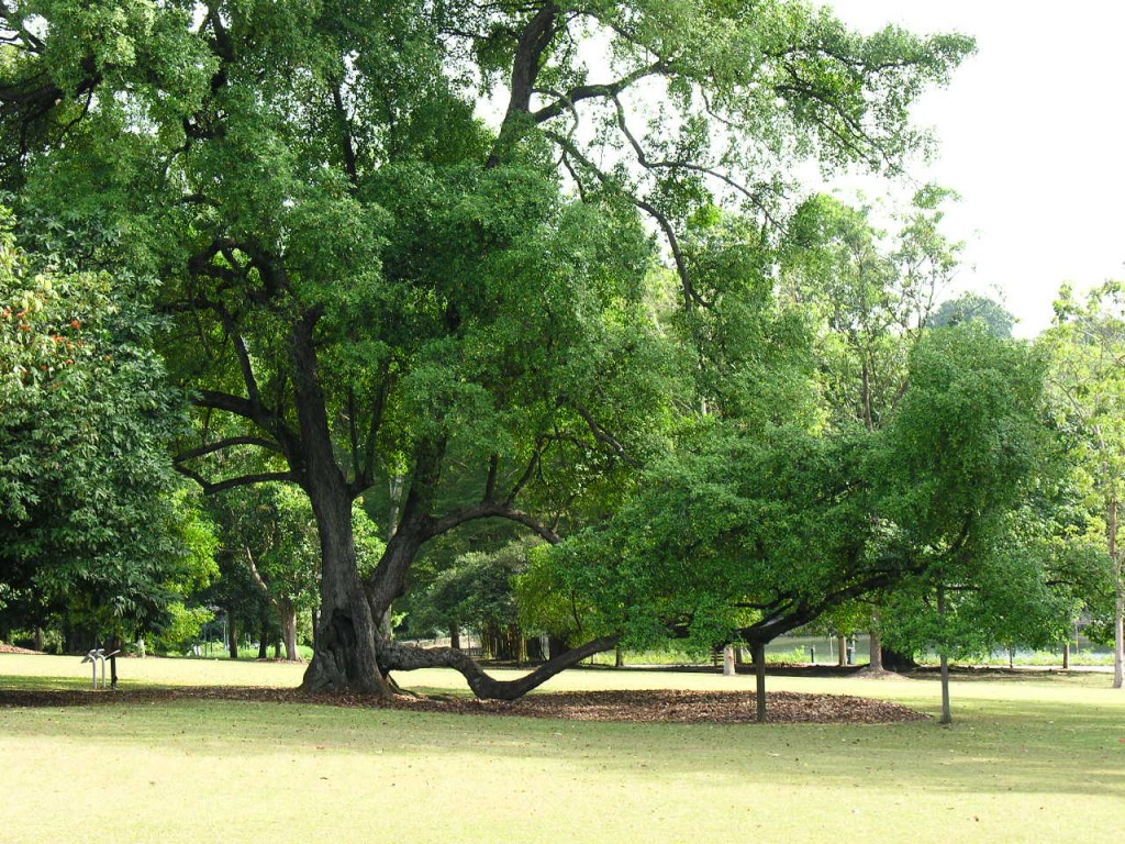Under The Angsana Tree Singapore Botanic Gardens declared UNESCO World