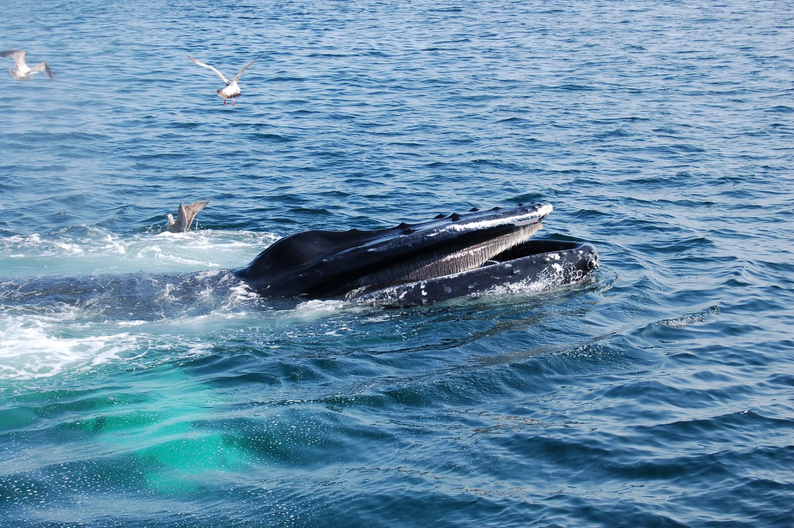 Humpback whale making bubbles in the water.
