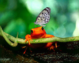 beautiful frog background hd for computer