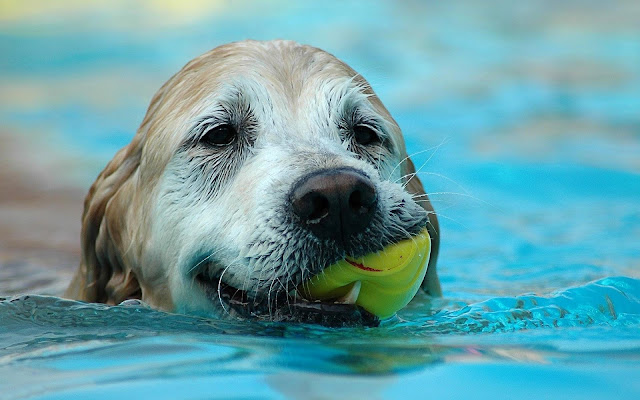 Picture of dog with ball in water
