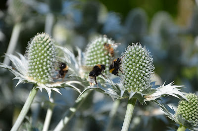 Bumble bees feeding from teasel plants