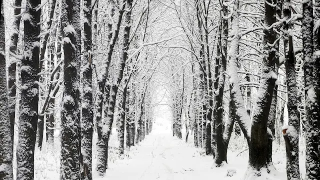 Een weg tussen de bomen bedekt met sneeuw