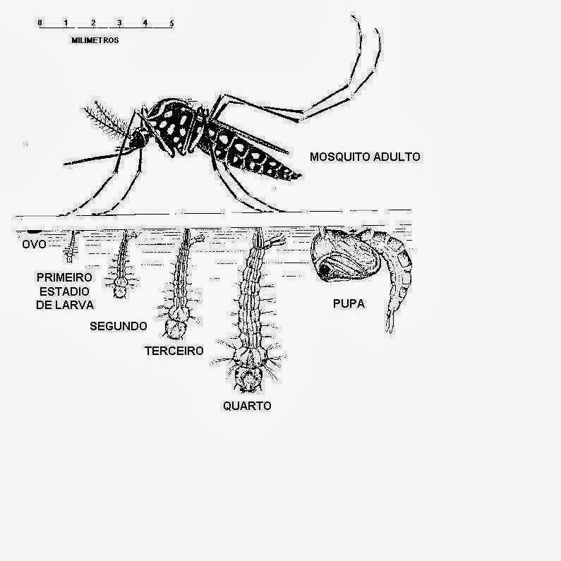 BIOFLAGRANTES*: MOSQUITO DA DENGUE