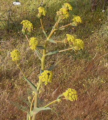 Flor amarilla de la cañaheja (Ferula communis)