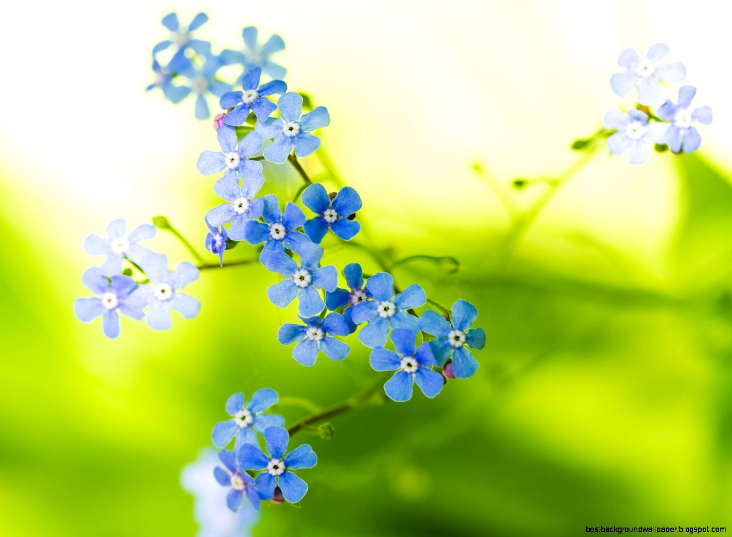 Beautiful Green Flowers