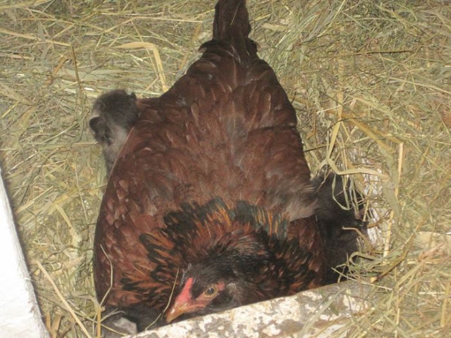 chicken_02.jpg