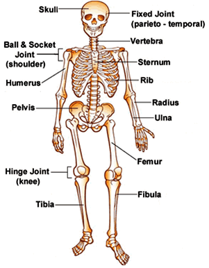 What are the systems of the human body? 11 Human Body Systems and