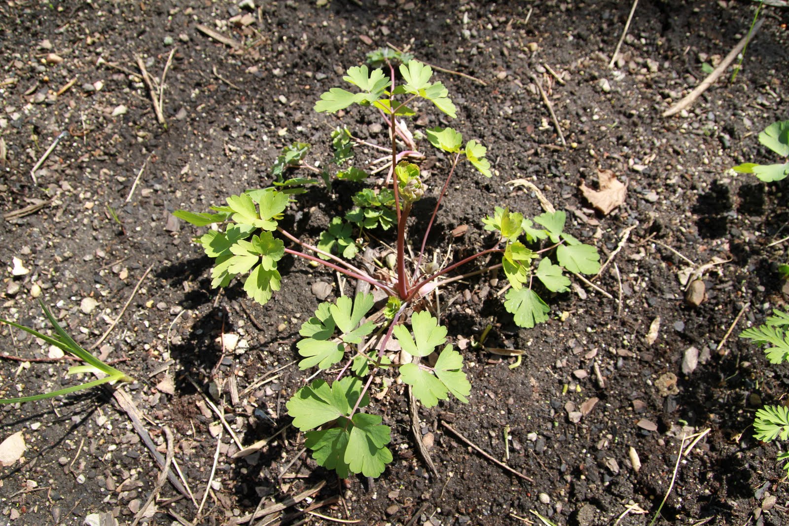Chicago Native Plants
