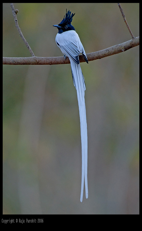 Белая птичка с длинным хвостом. Птица с длинным хвостом. Птичка с длинным тонким хвостом. Белая птица с длинным хвостом. Синяя птица с длинным хвостом.
