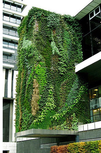 VERTICAL GARDEN JAKARTA : TANAMAN UNTUK TAMAN VERTIKAL MURAH