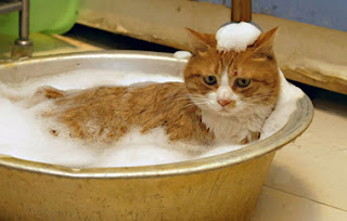 gato bañandose gato tomando un baño de espuma