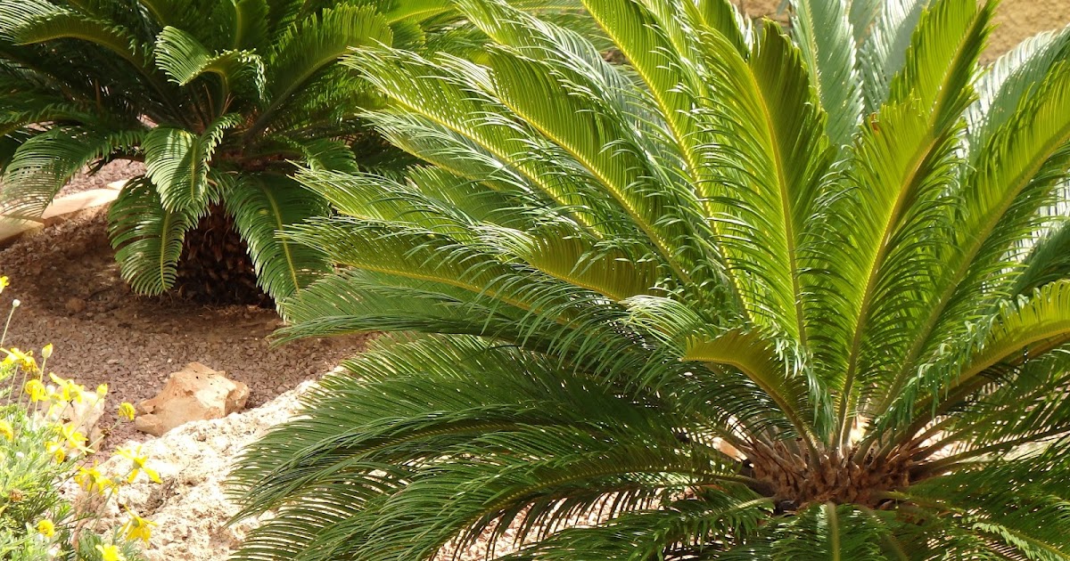 unjardinsostenible.com: Cyca Revoluta (Cica)