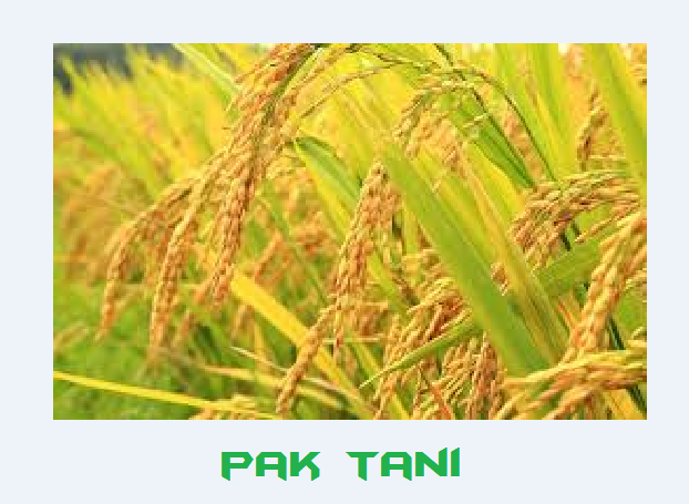 Agar tanaman padi tumbuh sehat dan terbebas dari penyakit - kliktani.com