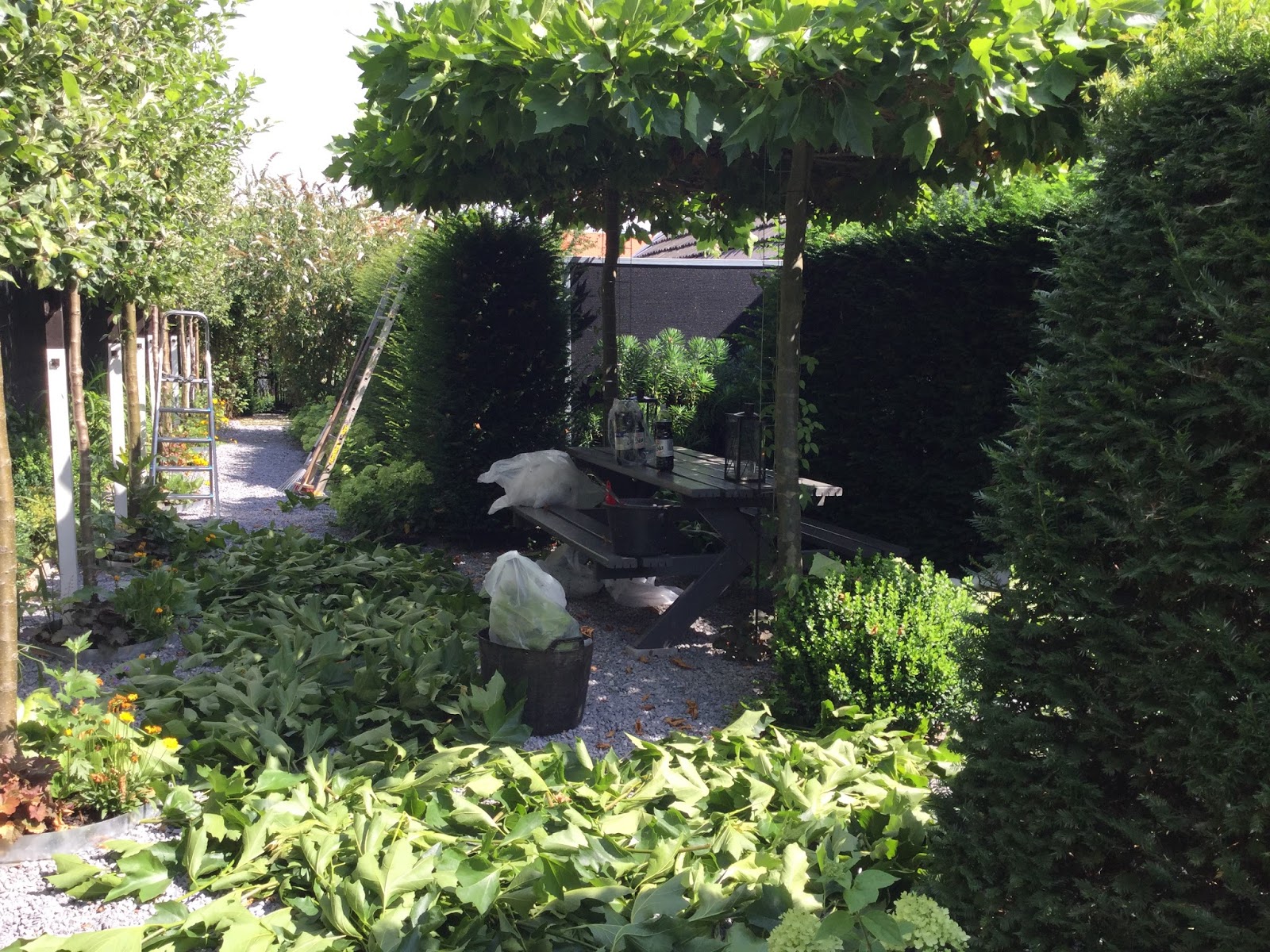 Potagerie in Maastricht 30.07.2016 > Life after one week