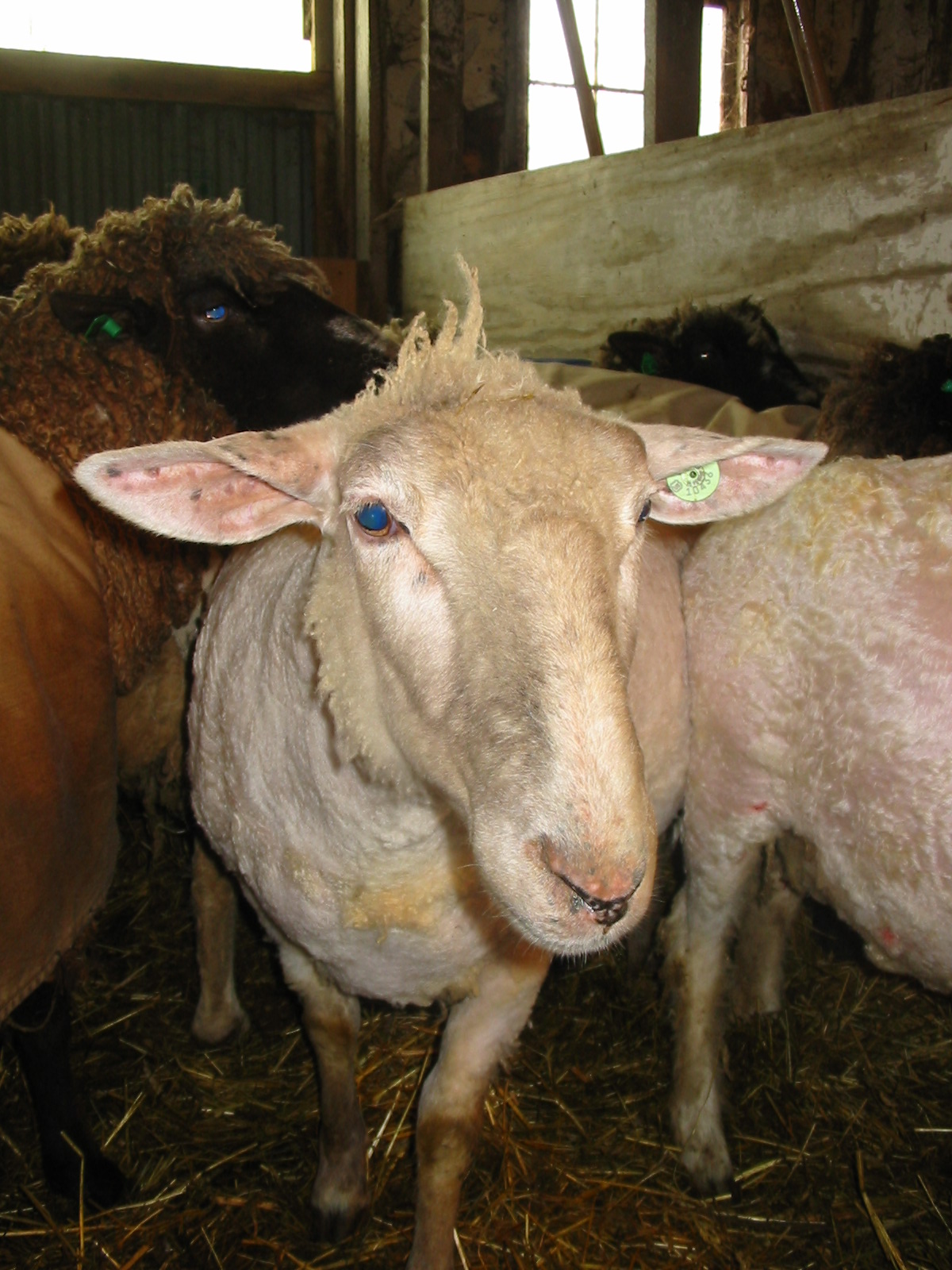 Knee Deep in Sheep: In Which There is Rampant Nudity!
