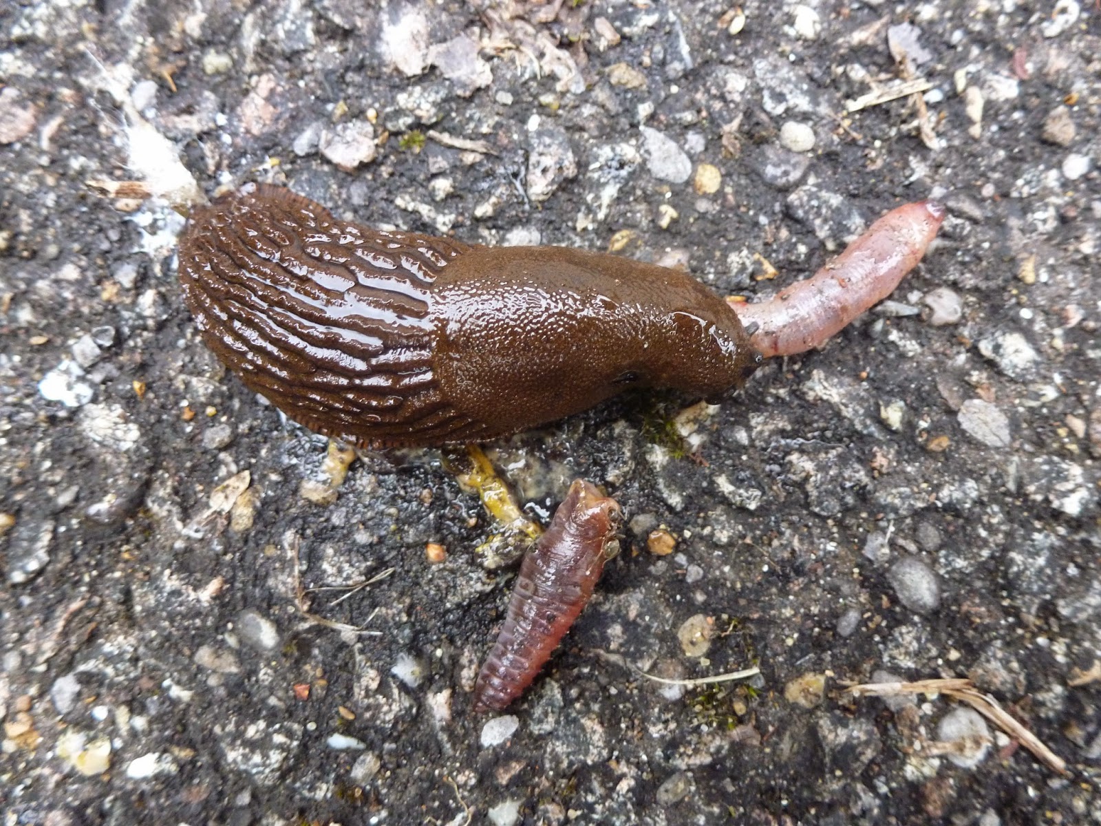 Cyn's Nature Notes Do Slugs Eat Worms?