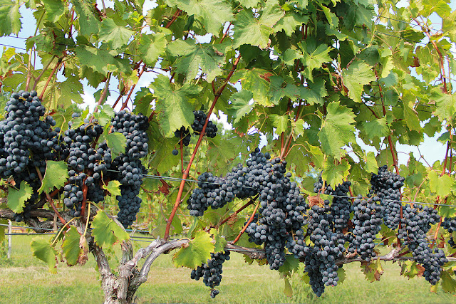 grapes farming in Kenya