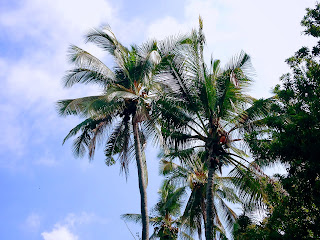 Coconut Trees with Manilkara Zapota And The Sky Scenery At Banjar Kuwum, Ringdikit, North Bali, Indonesia